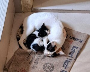 মায়ের ভালোবাসা – যা অমূল্য, অনন্ত, আর নিঃস্বার্থ